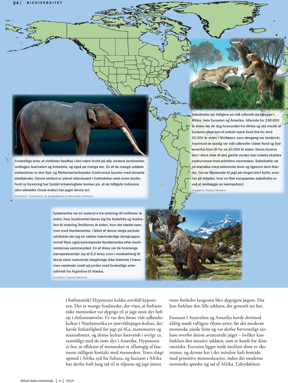 Denne elefant er yderst interessant i forbindelse med vores studie, fordi ny forskning har fundet arkæologiske beviser på, at de tidligste indianere (de n såkaldte Clovis-kultur) har jaget denne art.