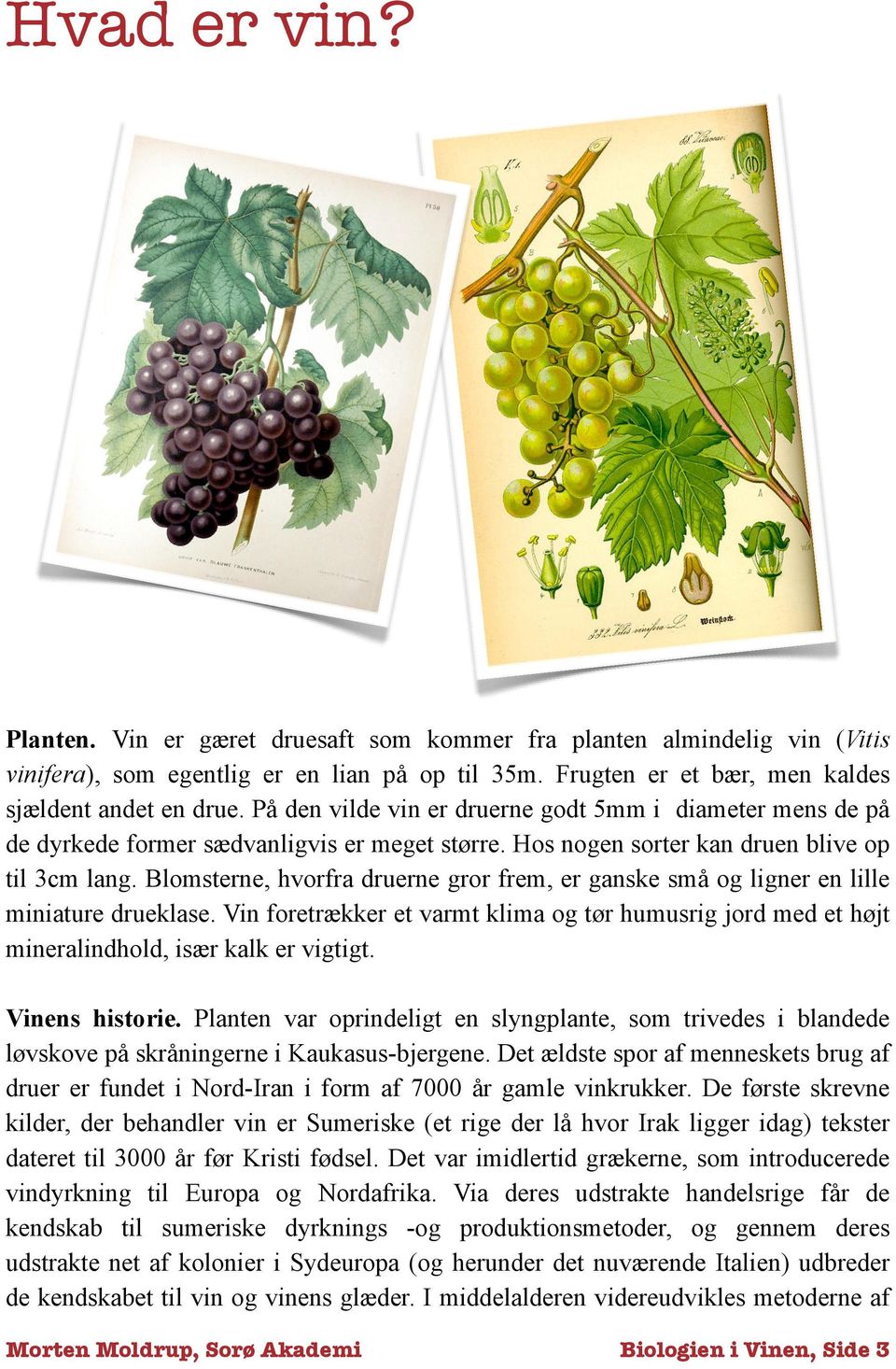 Blomsterne, hvorfra druerne gror frem, er ganske små og ligner en lille miniature drueklase. Vin foretrækker et varmt klima og tør humusrig jord med et højt mineralindhold, især kalk er vigtigt.