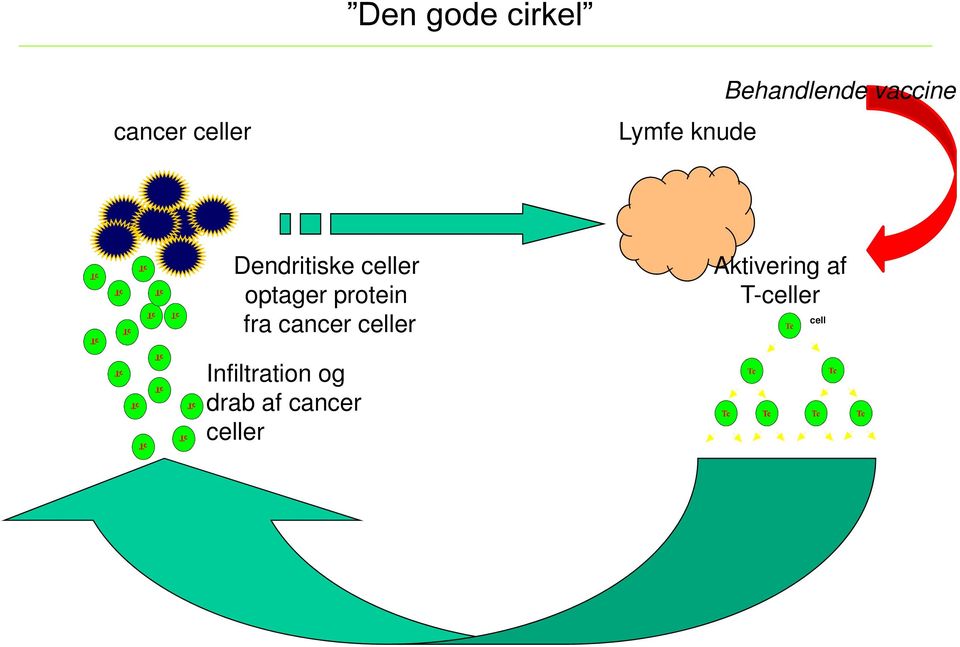 optager protein fra cancer celler Aktivering