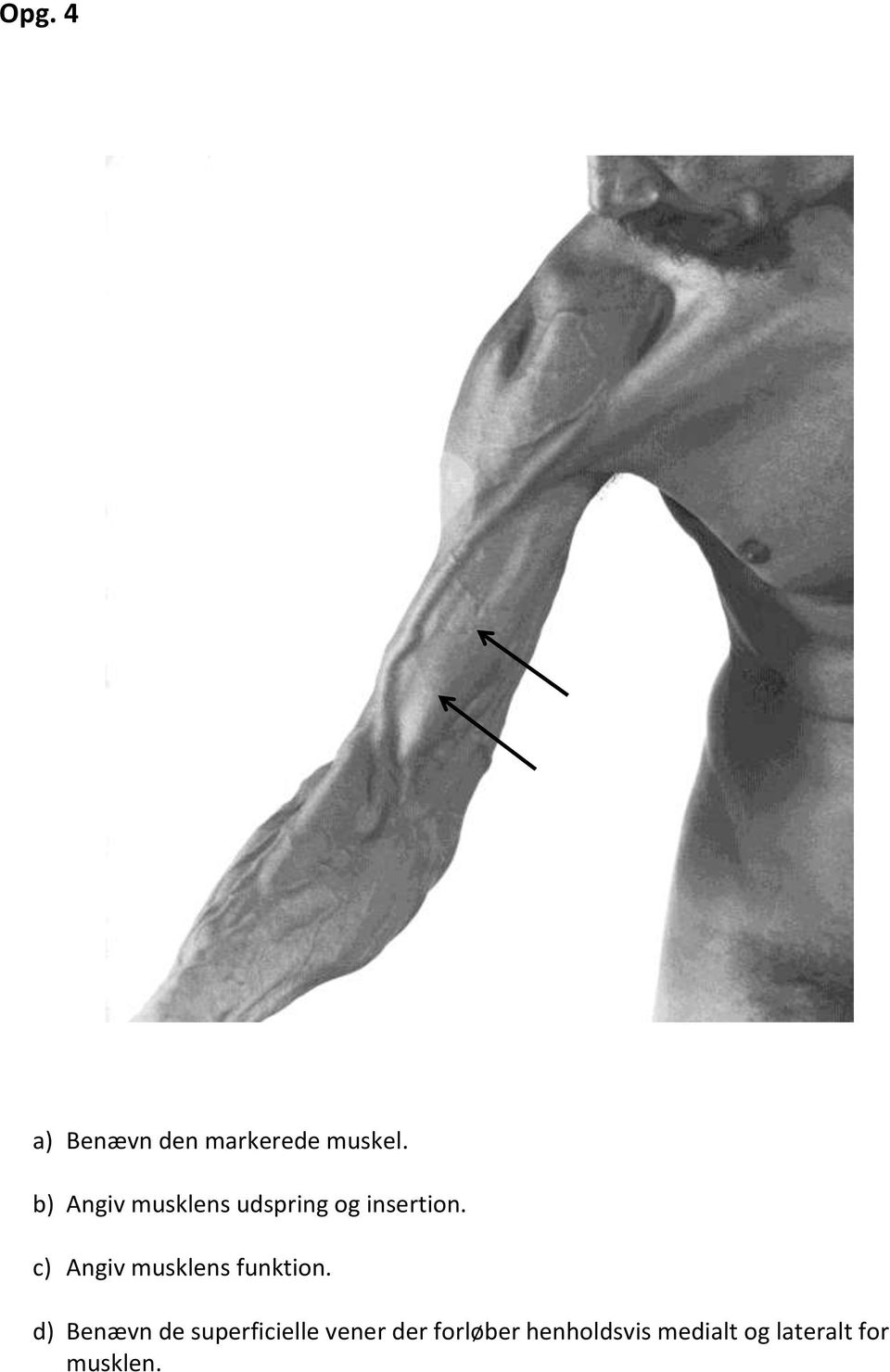 c) Angiv musklens funktion.