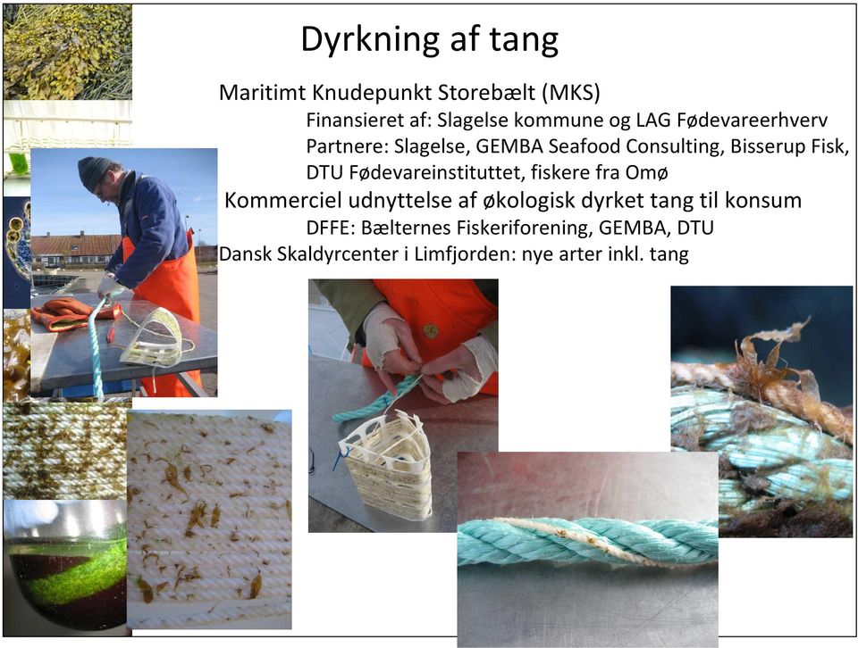 Fødevareinstituttet, fiskere fra Omø Kommerciel udnyttelse af økologisk dyrket tang til