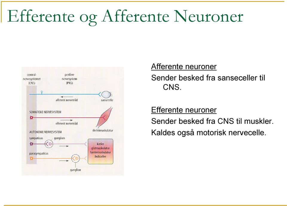 CNS. Efferente neuroner Sender besked fra