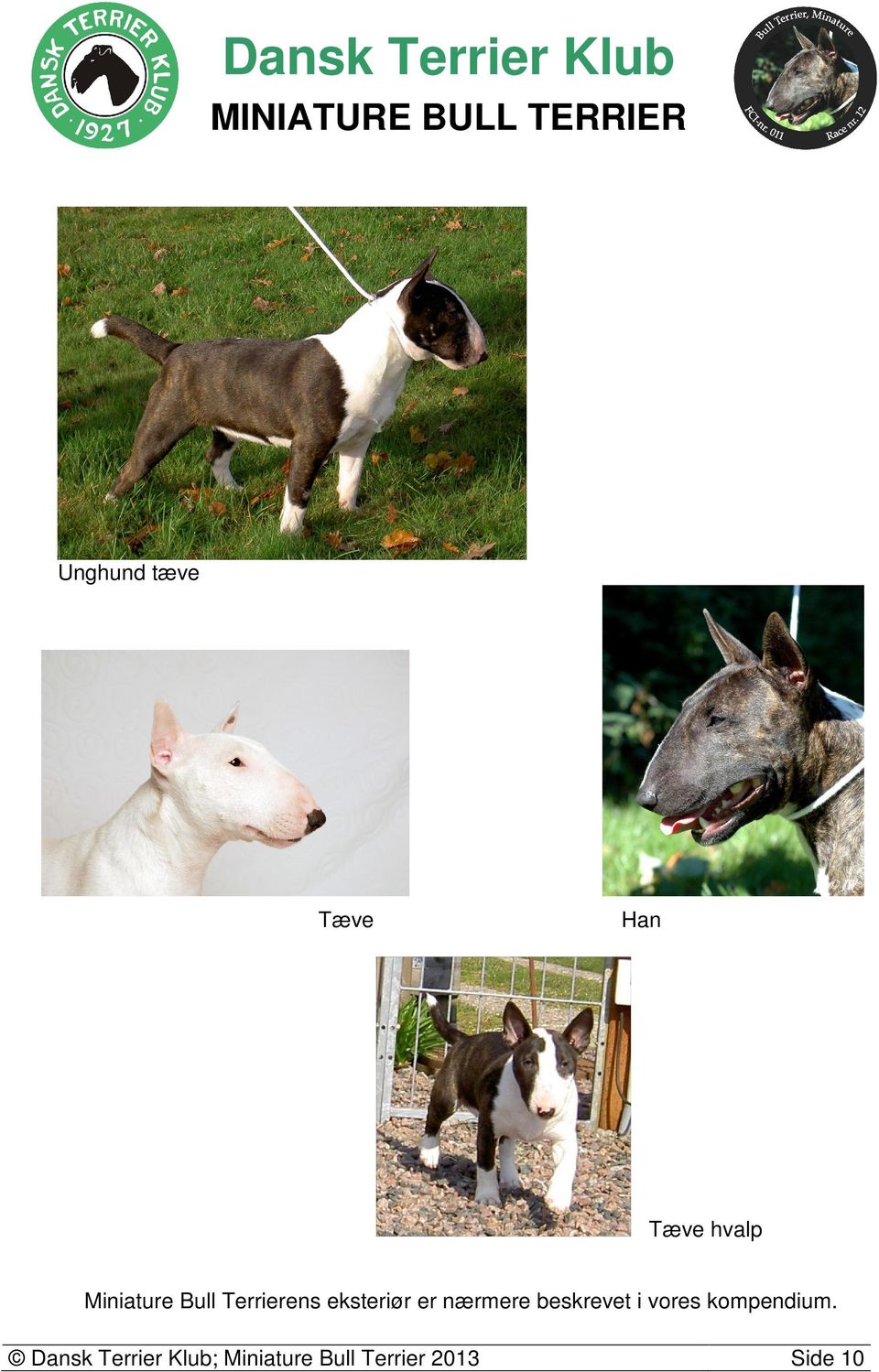 Dansk Terrier Klub MINIATURE BULL TERRIER - PDF Free Download