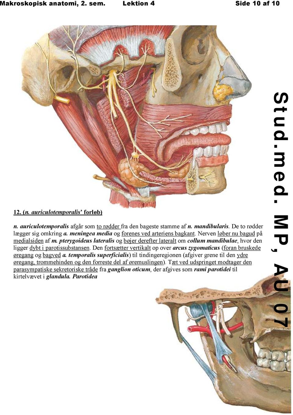 pterygoideus lateralis og bøjer derefter lateralt om collum mandibulae, hvor den ligger dybt i parotissubstansen.