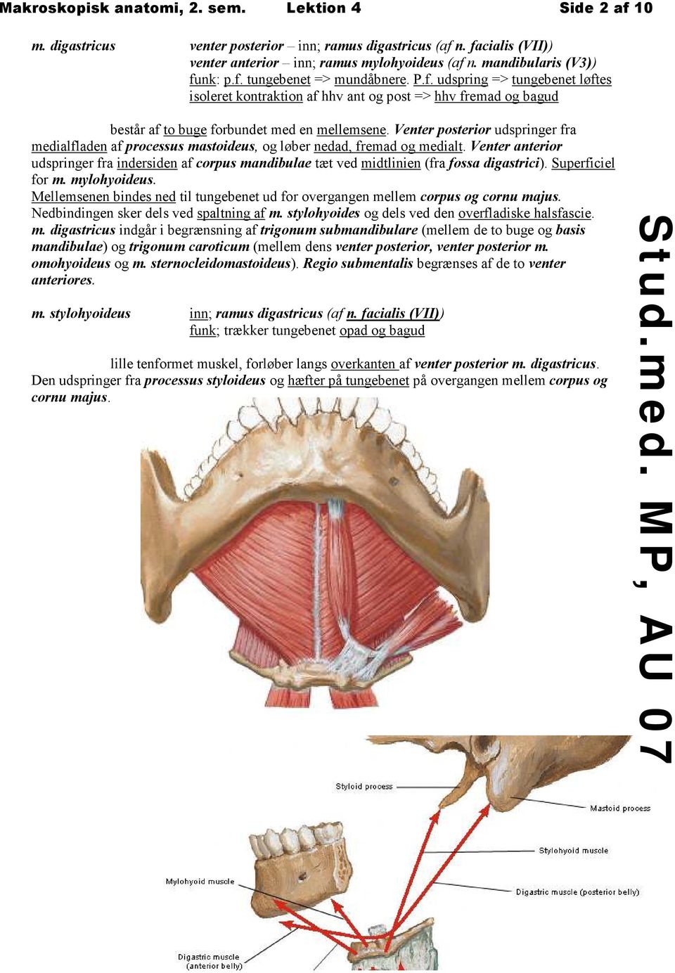 Venter posterior udspringer fra medialfladen af processus mastoideus, og løber nedad, fremad og medialt.