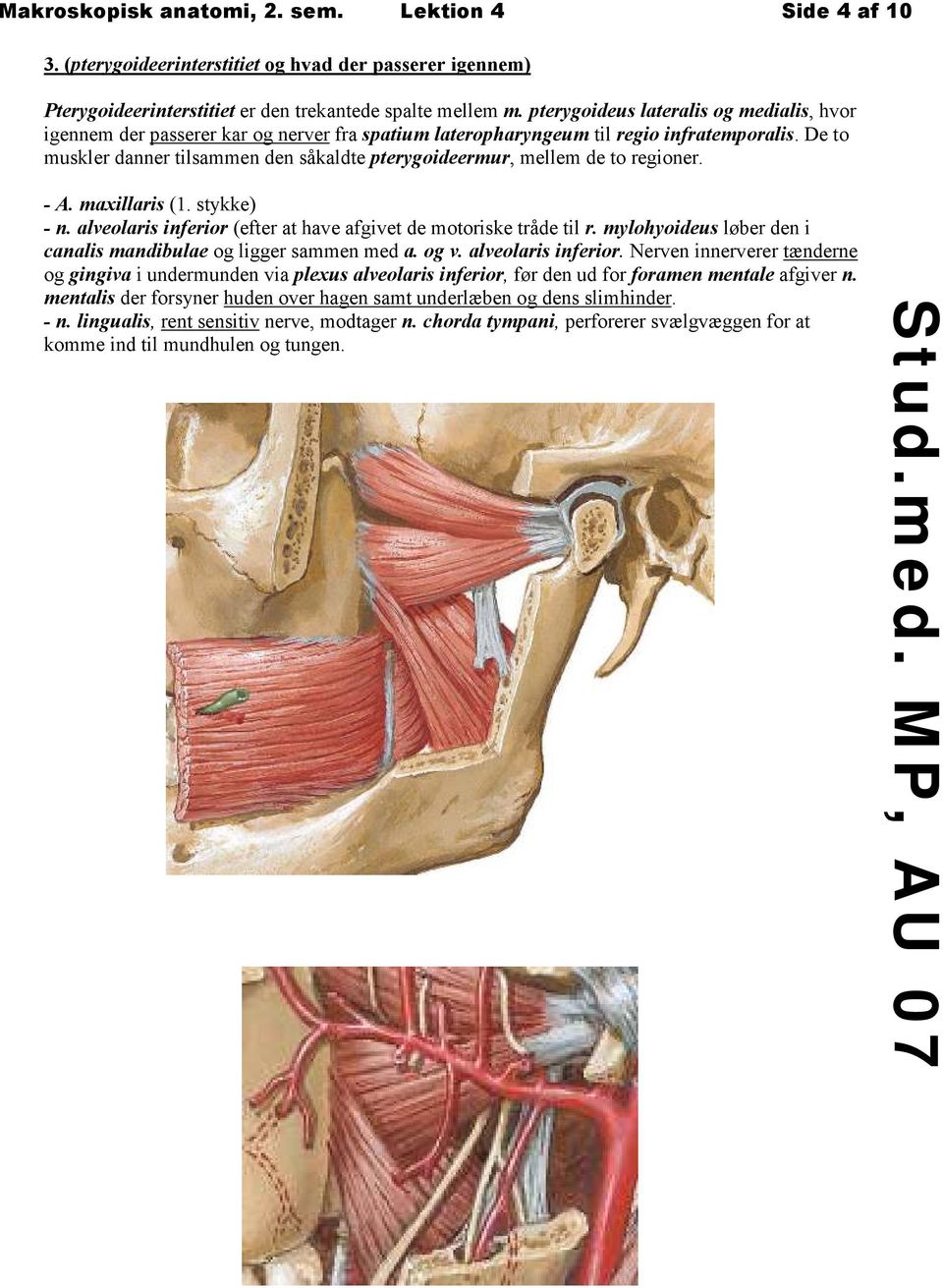De to muskler danner tilsammen den såkaldte pterygoideermur, mellem de to regioner. - A. maxillaris (1. stykke) - n. alveolaris inferior (efter at have afgivet de motoriske tråde til r.
