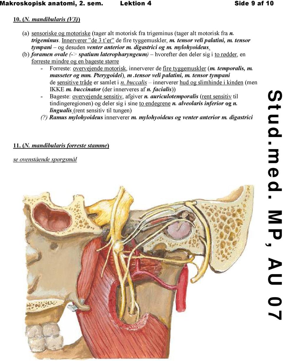 (b) foramen ovale (-> spatium lateropharyngeum) hvorefter den deler sig i to rødder, en forreste mindre og en bageste større - Forreste: overvejende motorisk, innerverer de fire tyggemuskler (m.