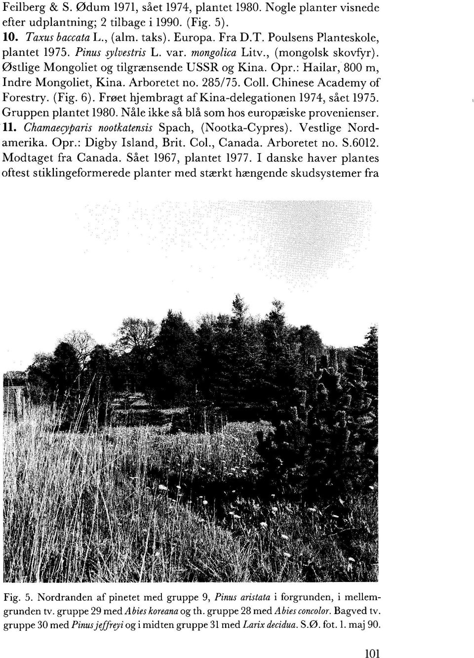 Chinese Academy of Forestry. (Fig. 6). Frøet hjembragt af Kina-delegationen 1974, sået 1975. Gruppen plantet 1980. Nåle ikke så blå som hos europæiske provenienser. 11.