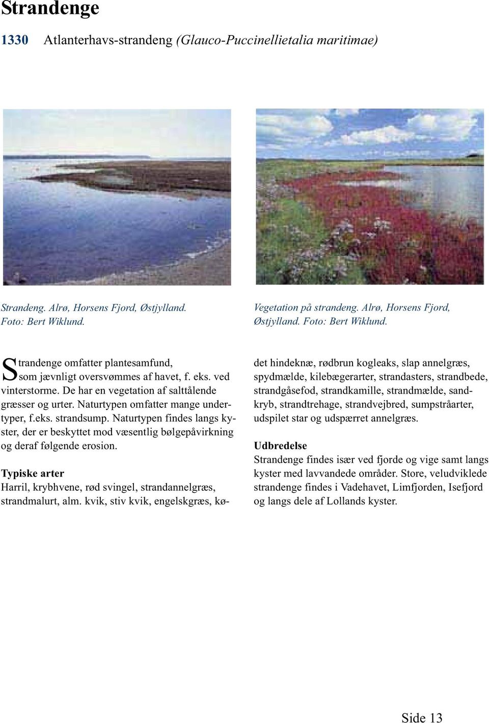 Naturtypen findes langs kyster, der er beskyttet mod væsentlig bølgepåvirkning og deraf følgende erosion. Vegetation på strandeng. Alrø, Horsens Fjord, Østjylland. Foto: Bert Wiklund.