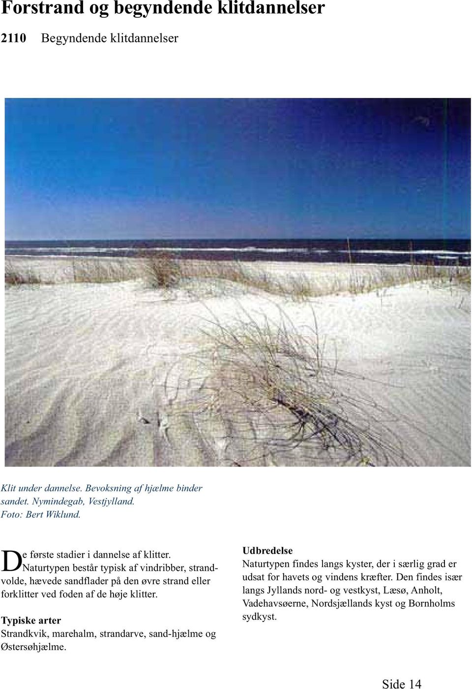 Naturtypen består typisk af vindribber, strandvolde, hævede sandflader på den øvre strand eller forklitter ved foden af de høje klitter.