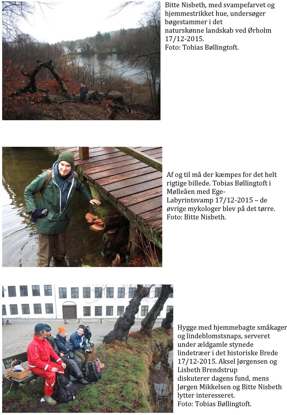 Tobias Bøllingtoft i Mølleåen med Ege- Labyrintsvamp 17/12-2015 de øvrige mykologer blev på det tørre. Foto: Bitte Nisbeth.