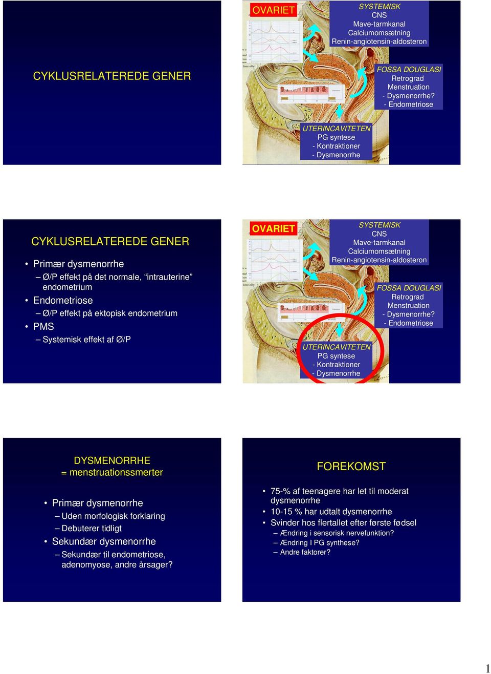 ektopisk endometrium PMS Systemisk effekt af Ø/P OVARIET SYSTEMISK CNS Mave-tarmkanal Calciumomsætning Renin-angiotensin-aldosteron UTERINCAVITETEN PG syntese - Kontraktioner - Dysmenorrhe FOSSA