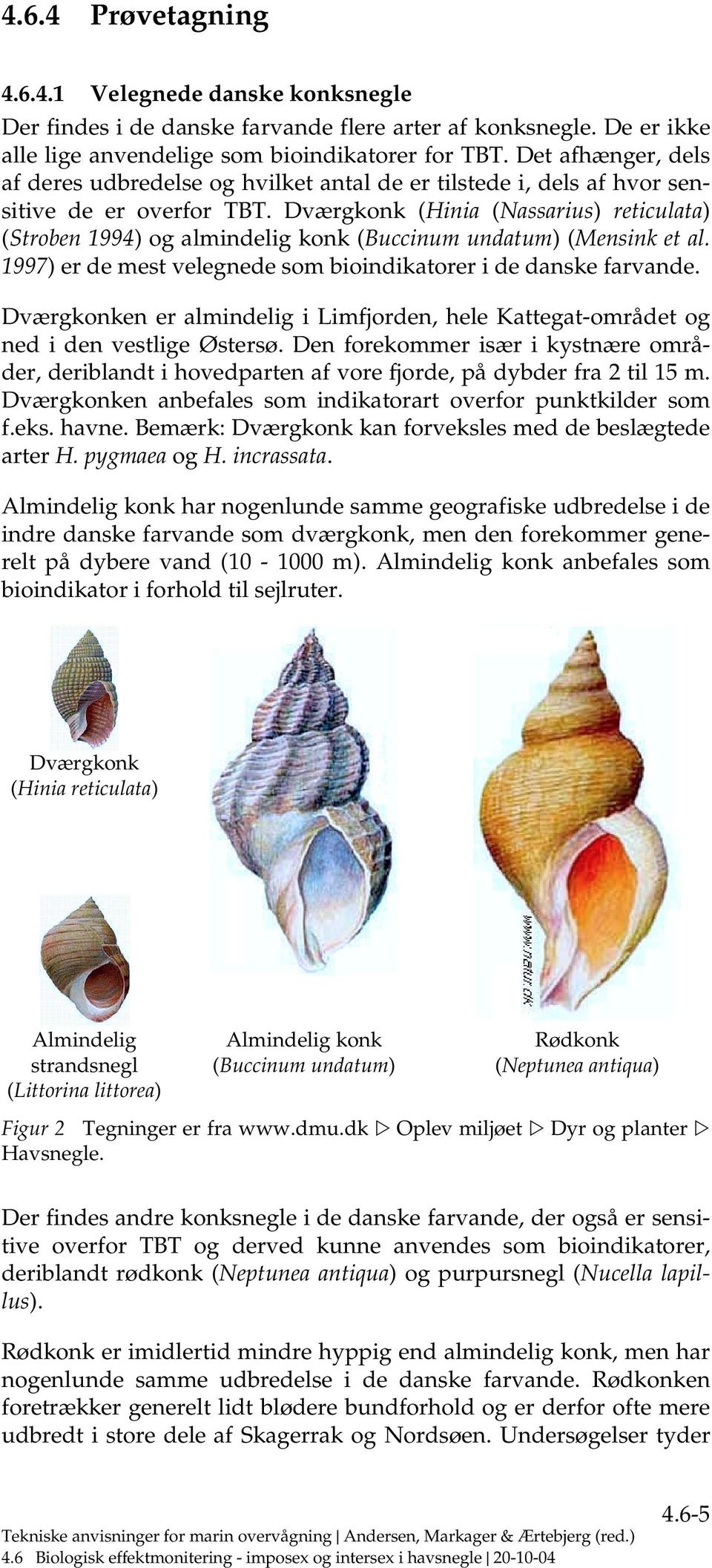 Dværgkonk (Hinia (Nassarius) reticulata) (Stroben 1994) og almindelig konk (Buccinum undatum) (Mensink et al. 1997) er de mest velegnede som bioindikatorer i de danske farvande.