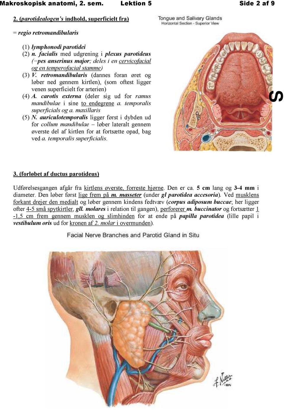 retromandibularis (dannes foran øret og løber ned gennem kirtlen), (som oftest ligger venen superficielt for arterien) (4) A. carotis externa (deler sig ud for ramus mandibulae i sine to endegrene a.