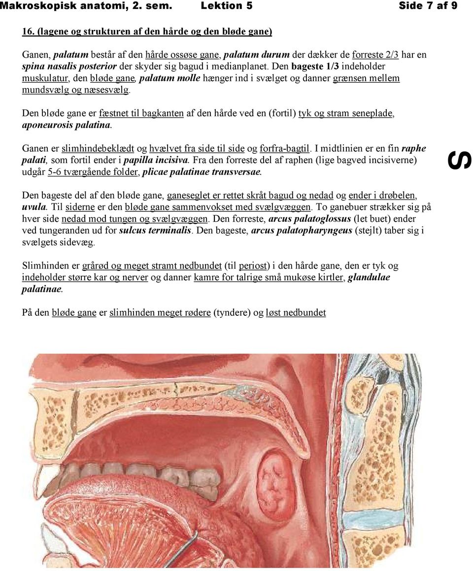 medianplanet. Den bageste 1/3 indeholder muskulatur, den bløde gane, palatum molle hænger ind i svælget og danner grænsen mellem mundsvælg og næsesvælg.