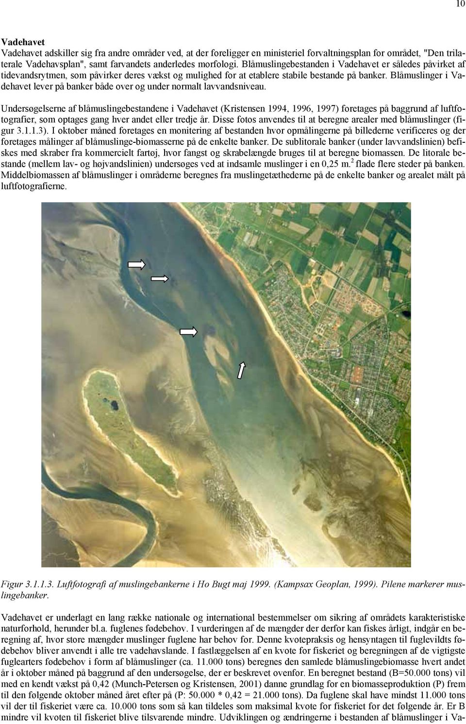 Blåmuslinger i Vadehavet lever på banker både over og under normalt lavvandsniveau.