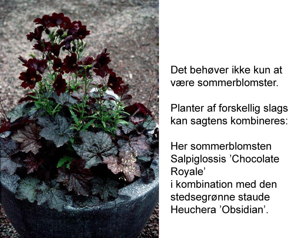 Her sommerblomsten Salpiglossis Chocolate Royale i