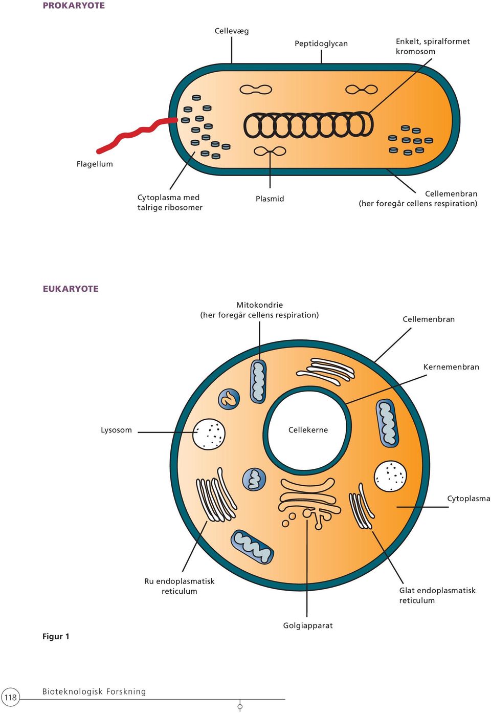 (her foregår cellens respiration) Cellemenbran Kernemenbran Lysosom Cellekerne Cytoplasma Ru