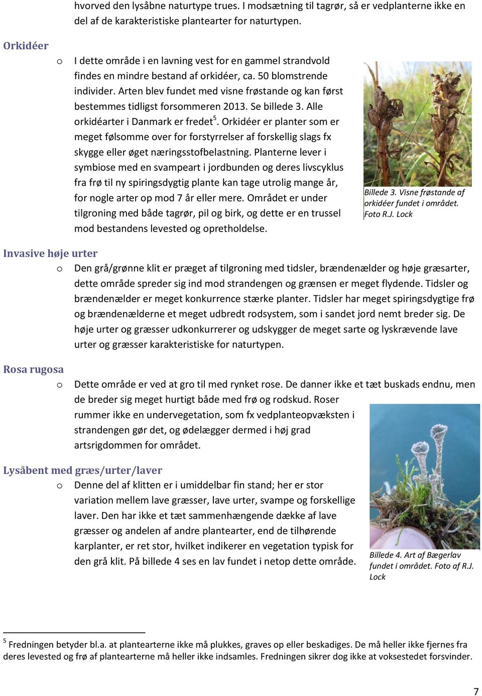 Arten blev fundet med visne frøstande g kan først bestemmes tidligst frsmmeren 2013. Se billede 3. Alle rkidéarter i Danmark er fredet 5.