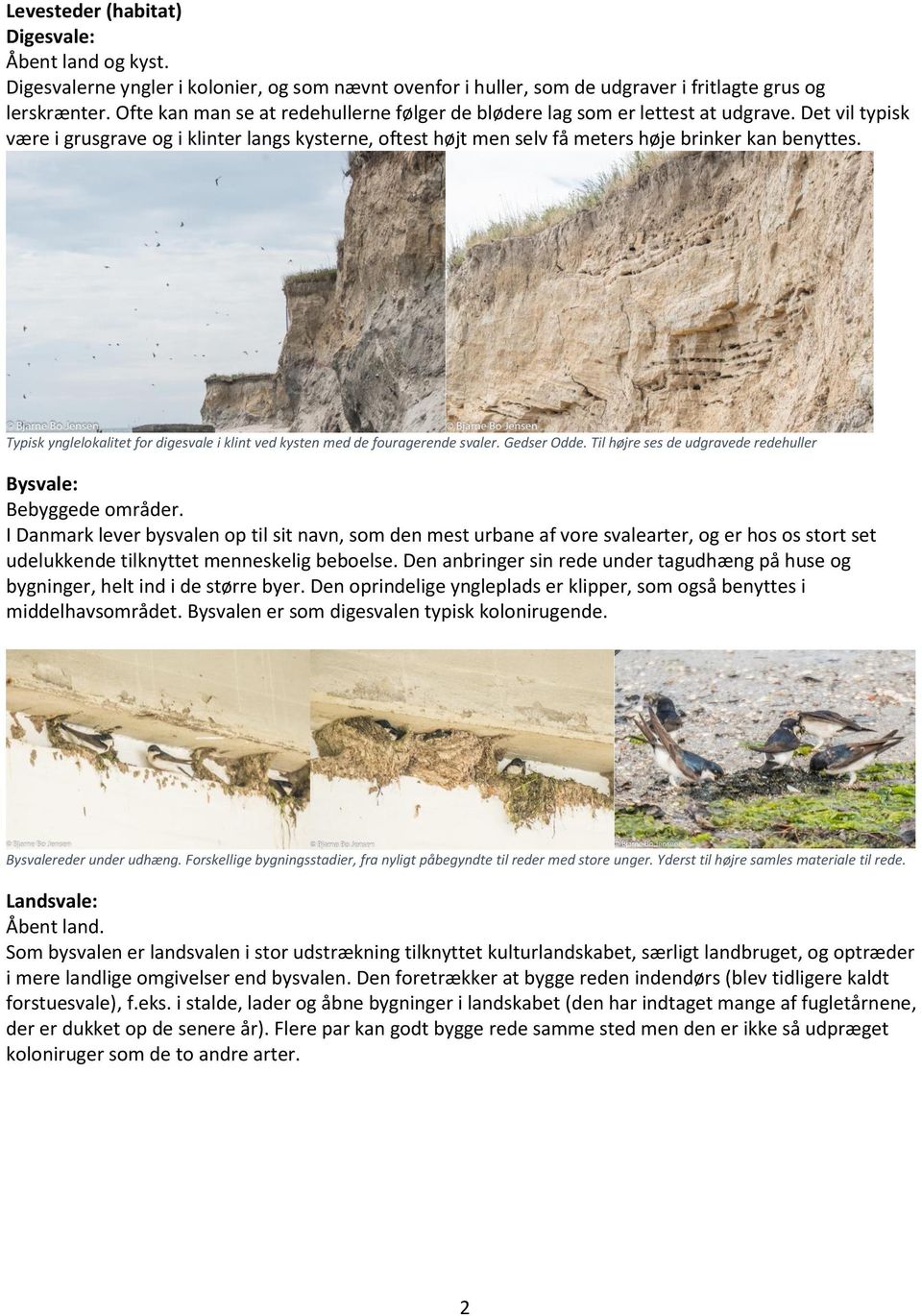 Typisk ynglelokalitet for digesvale i klint ved kysten med de fouragerende svaler. Gedser Odde. Til højre ses de udgravede redehuller Bysvale: Bebyggede områder.