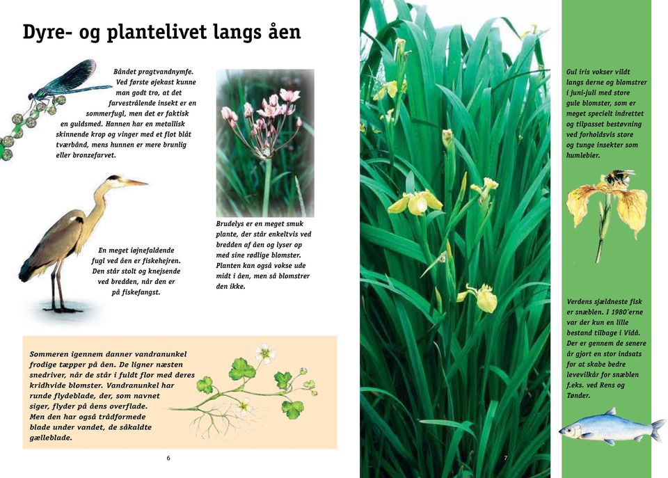 Gul iris vokser vildt langs åerne og blomstrer i juni-juli med store gule blomster, som er meget specielt indrettet og tilpasset bestøvning ved forholdsvis store og tunge insekter som humlebier.