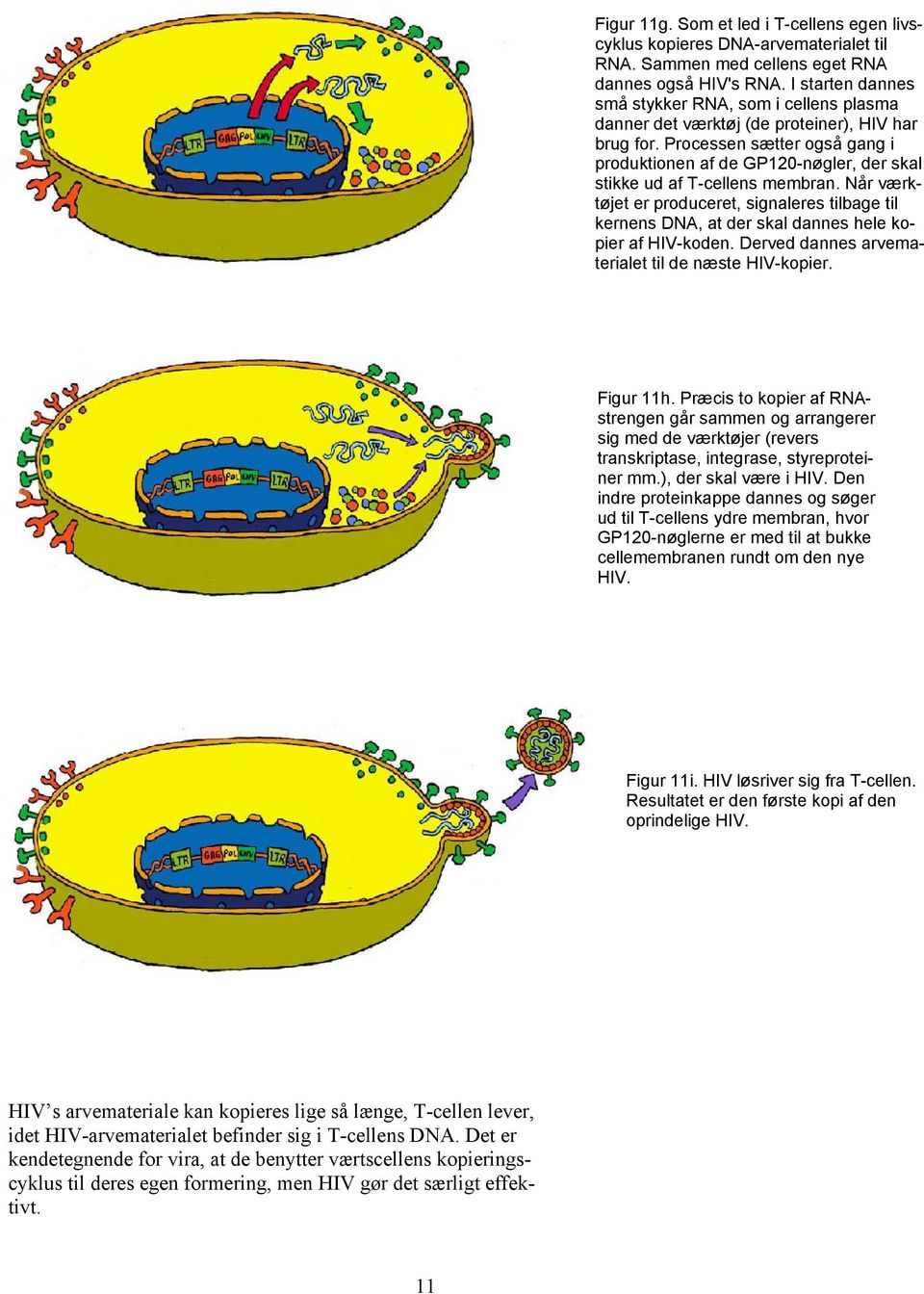 Processen sætter også gang i produktionen af de GP120-nøgler, der skal stikke ud af T-cellens membran.