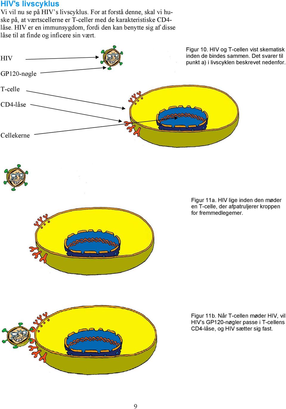 HIV og T-cellen vist skematisk inden de bindes sammen. Det svarer til punkt a) i livscyklen beskrevet nedenfor. T-celle CD4-låse Cellekerne Figur 11a.