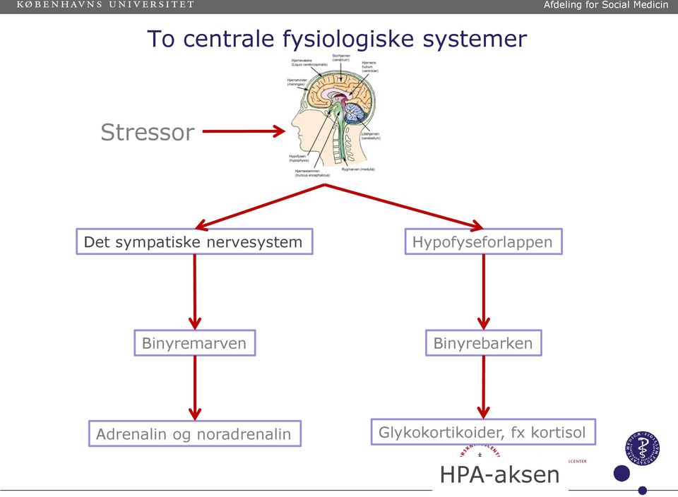 nervesystem Hypofyseforlappen Binyremarven