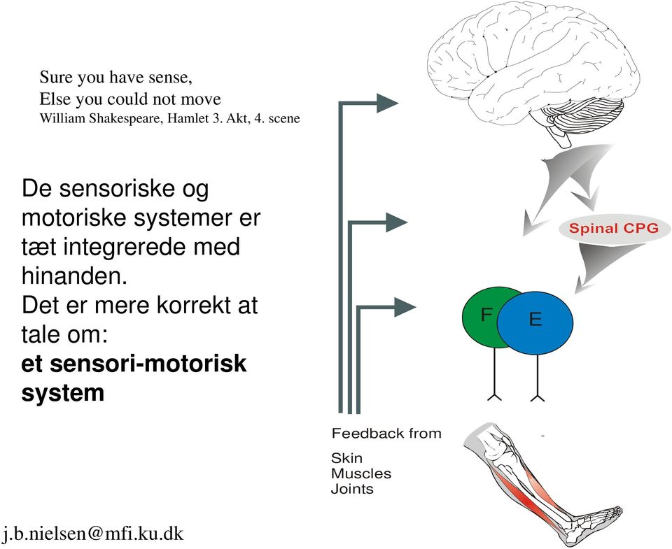 scene De sensoriske og motoriske systemer er tæt integrerede med hinanden.