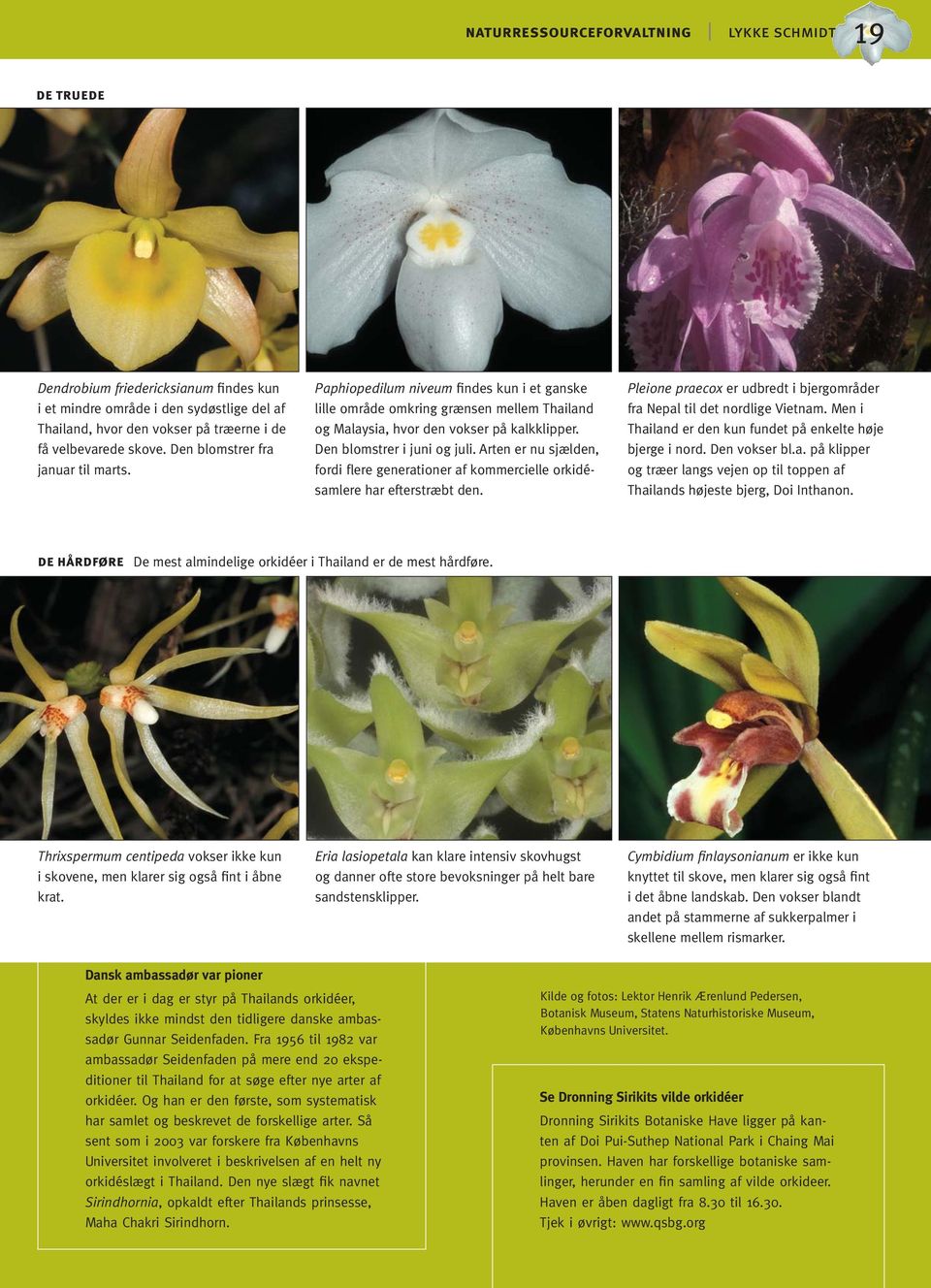 Arten er nu sjælden, fordi flere generationer af kommercielle orkidésamlere har efterstræbt den. Pleione praecox er udbredt i bjergområder fra Nepal til det nordlige Vietnam.