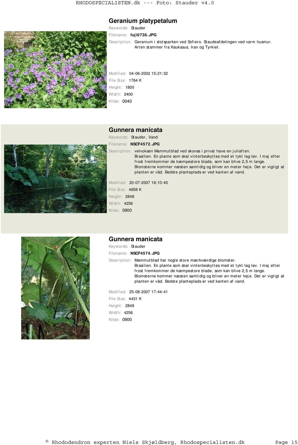 JPG Description: velvoksen Mammutblad ved skovsø i privat have en juliaften. Brasilien. En plante som skal vinterbeskyttes med et tykt lag løv.
