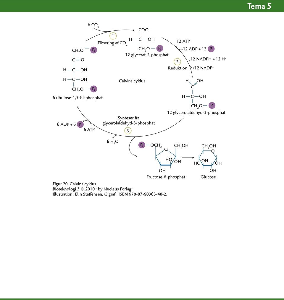 6 ATP alvins cyklus Synteser fra glycerolaldehyd-3-phosphat 3 2 12