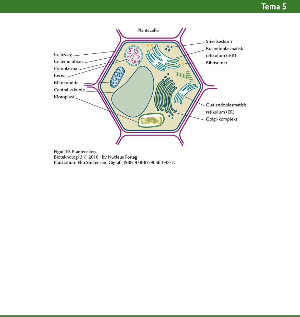 endoplasmatisk retikulum (rer) Ribosomer Glat