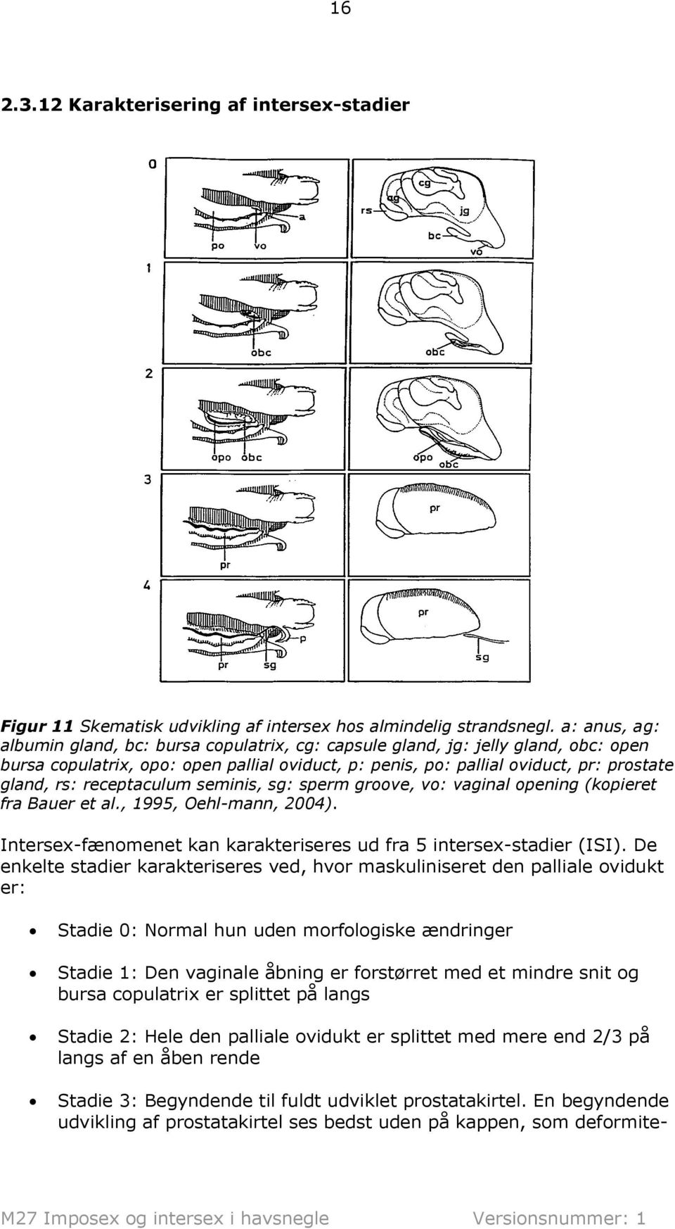 receptaculum seminis, sg: sperm groove, vo: vaginal opening (kopieret fra Bauer et al., 1995, Oehl-mann, 2004). Intersex-fænomenet kan karakteriseres ud fra 5 intersex-stadier (ISI).