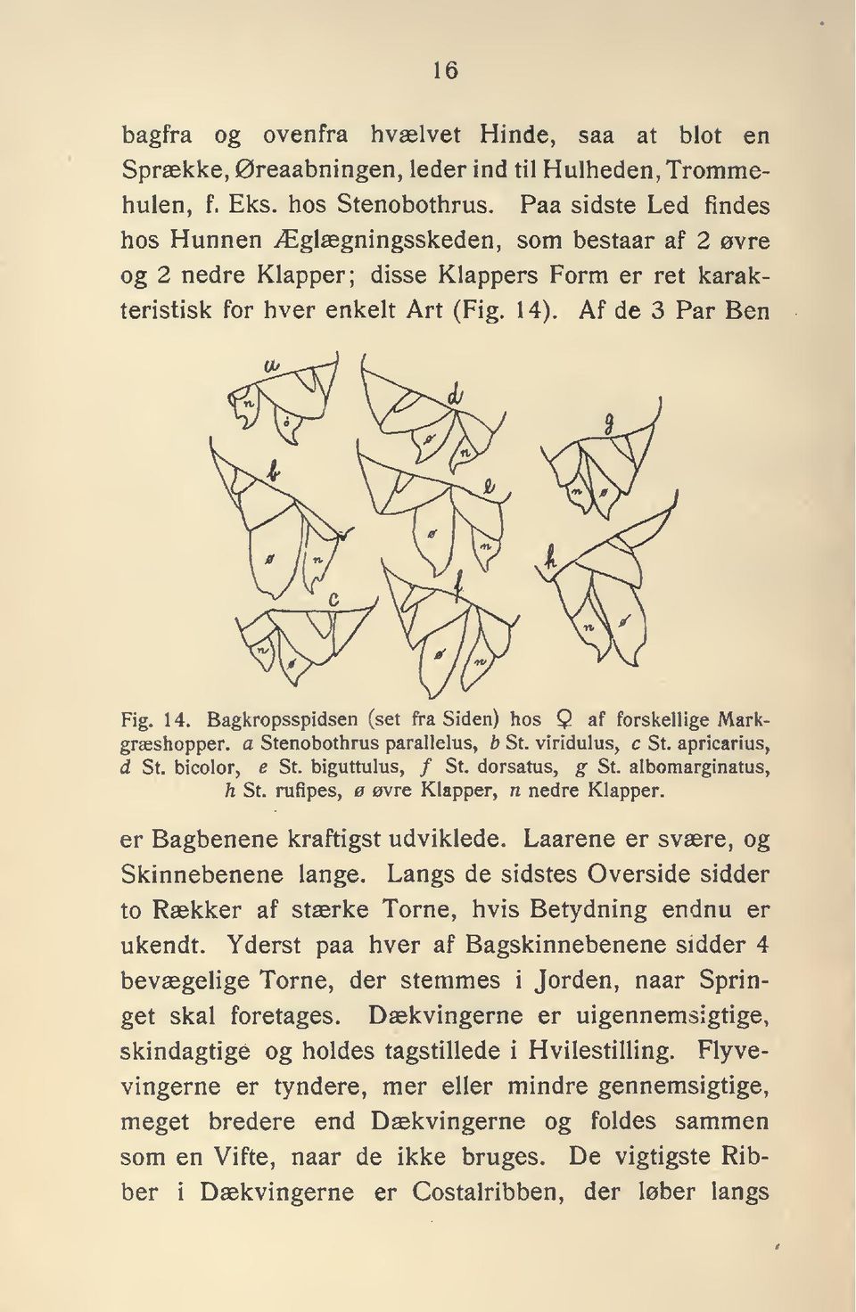 . Af de 3 Par Ben Fig. 14. Bagkropsspidsen (set fra Siden) hos Q af forskellige Markgræshopper, a Stenobothrus parallelus, b St. viridulus, c St. apricarius, d St. bicolor, e St. biguttulus, / St.