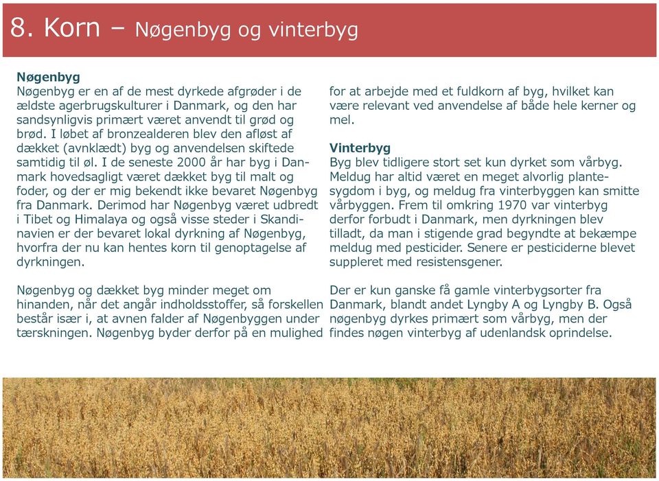 I de seneste 2000 år har byg i Danmark hovedsagligt været dækket byg til malt og foder, og der er mig bekendt ikke bevaret Nøgenbyg fra Danmark.