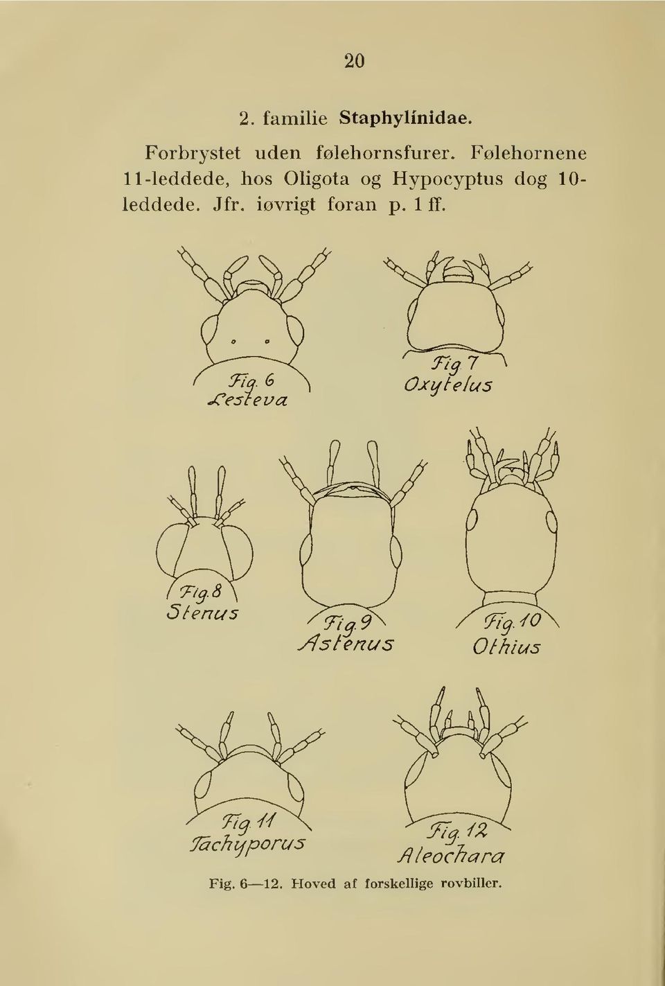 Følehornene 11-leddede, hos Oligota og Hypocyptus dog