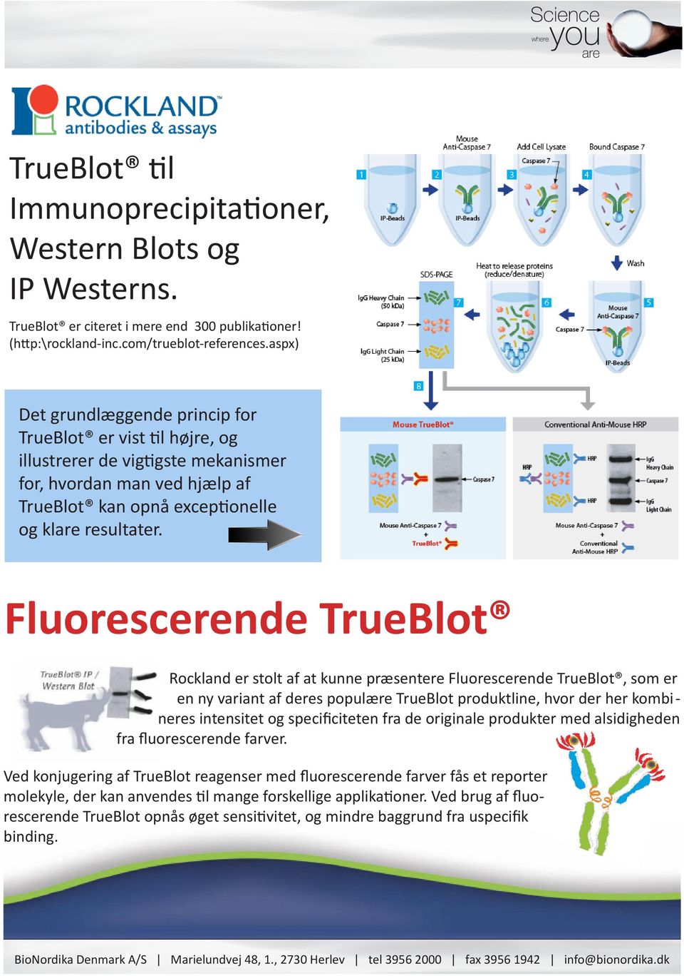 Fluorescerende TrueBlot Rockland er stolt af at kunne præsentere Fluorescerende TrueBlot, som er en ny variant af deres populære TrueBlot produktline, hvor der her kombi - neres intensitet og