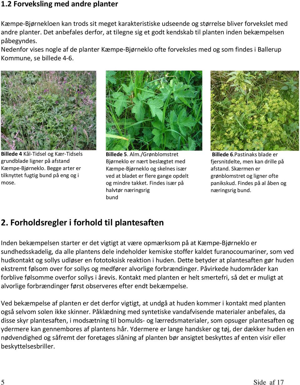 Nedenfor vises nogle af de planter Kæmpe-Bjørneklo ofte forveksles med og som findes i Ballerup Kommune, se billede 4-6.