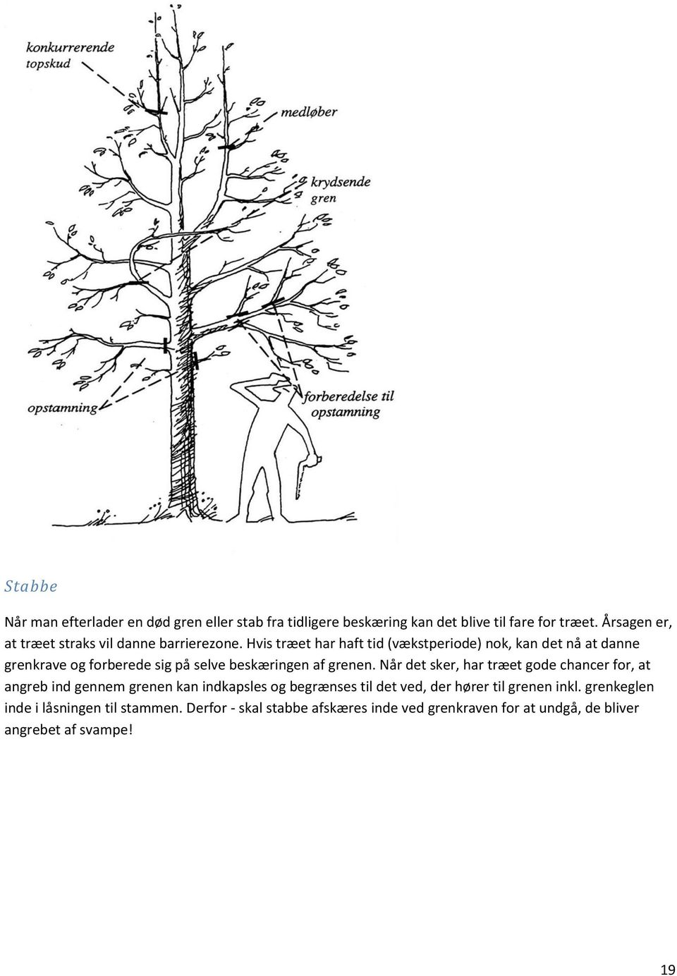 Hvis træet har haft tid (vækstperiode) nok, kan det nå at danne grenkrave og forberede sig på selve beskæringen af grenen.