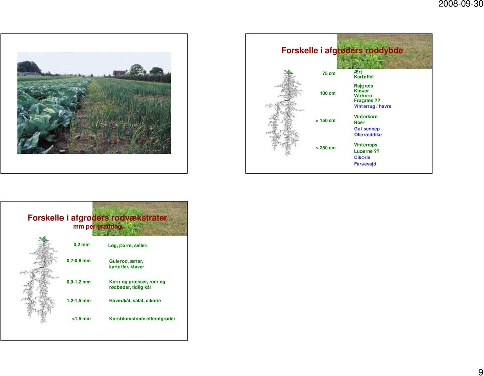 ? Cikorie Farvevajd Forskelle i afgrøders rodvækstrater mm per graddag,2 mm Løg, porre, selleri,7-,8 mm