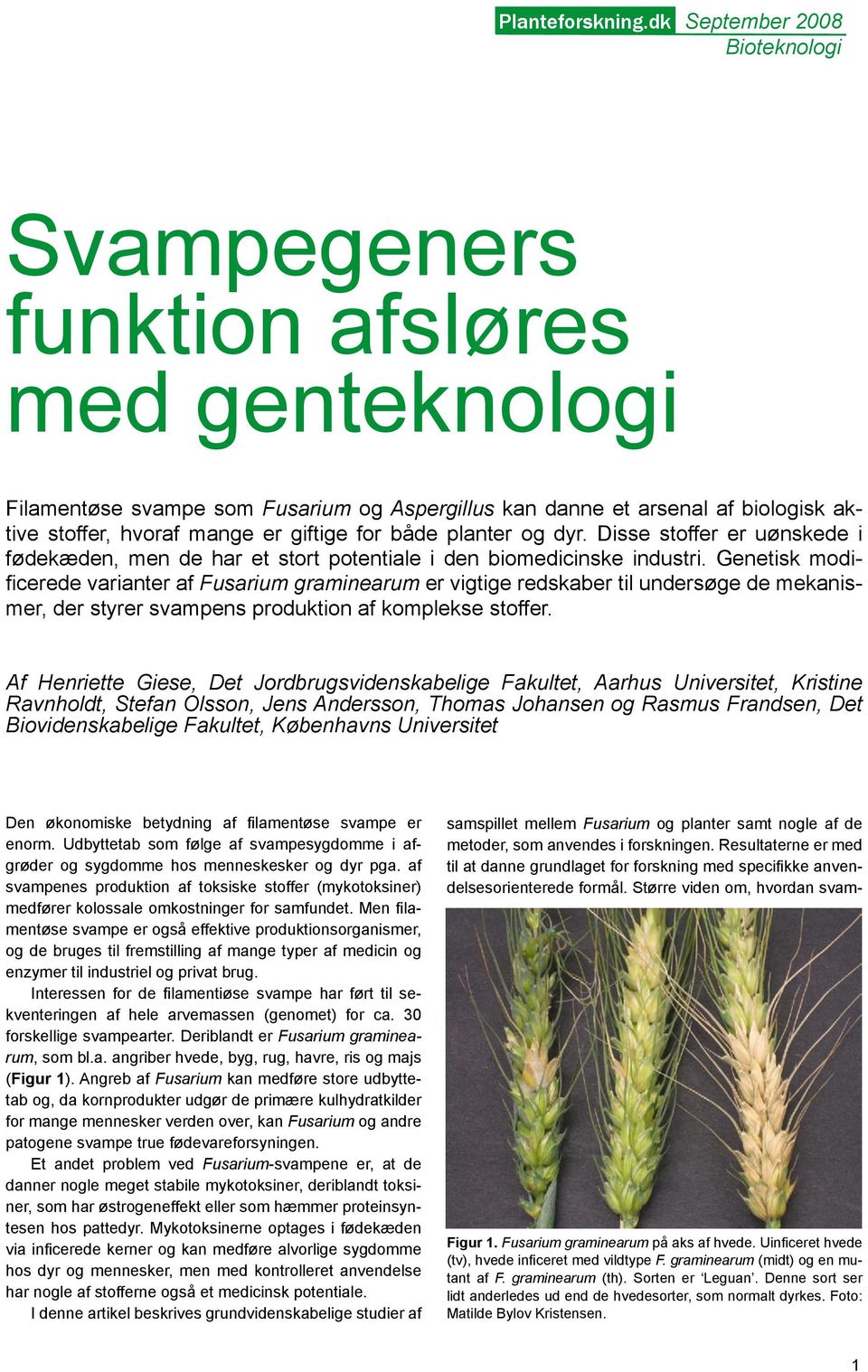 Genetisk modificerede varianter af Fusarium graminearum er vigtige redskaber til undersøge de mekanismer, der styrer svampens produktion af komplekse stoffer.