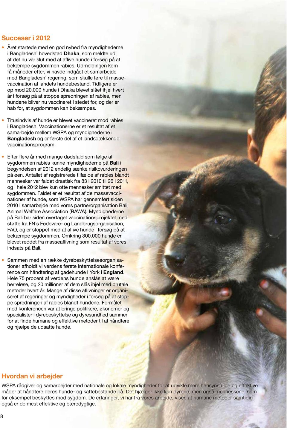000 hunde i Dhaka blevet slået ihjel hvert år i forsøg på at stoppe spredningen af rabies, men hundene bliver nu vaccineret i stedet for, og der er håb for, at sygdommen kan bekæmpes.