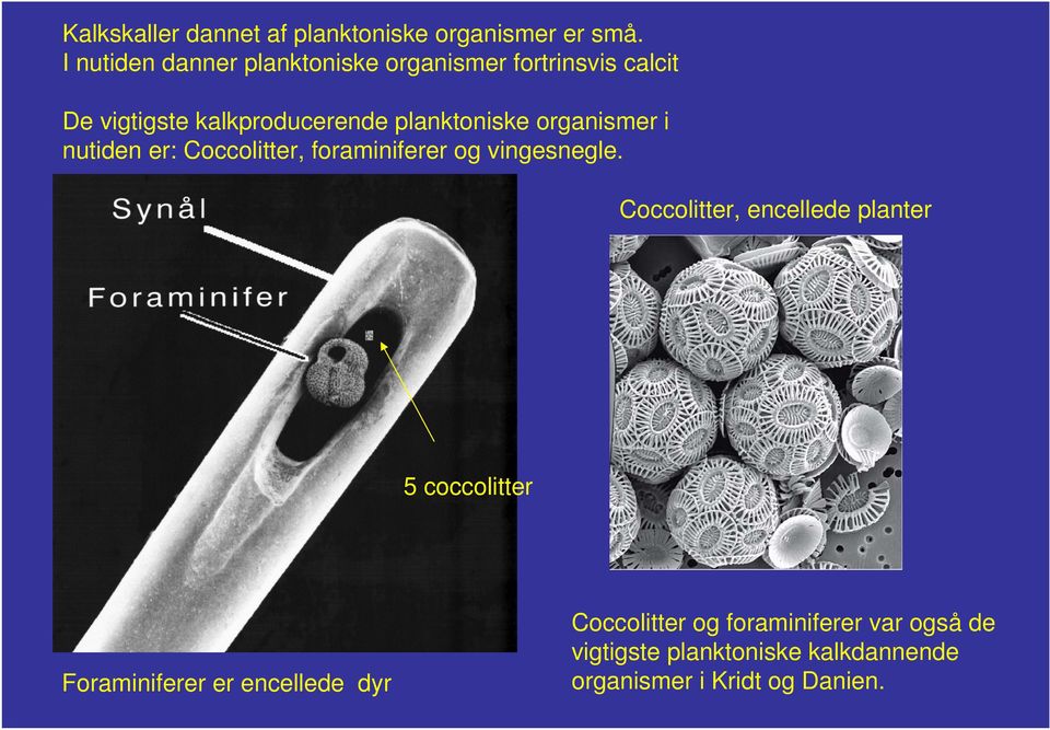 panktoniske organismer i nutiden er: Coccoitter, foraminiferer og vingesnege.