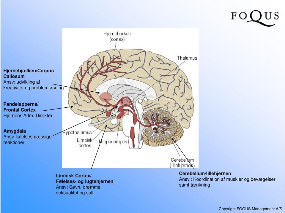 følelsesmæssige reaktioner Limbisk Cortex/ Følelses- og lugtehjernen Ansv: Søvn,