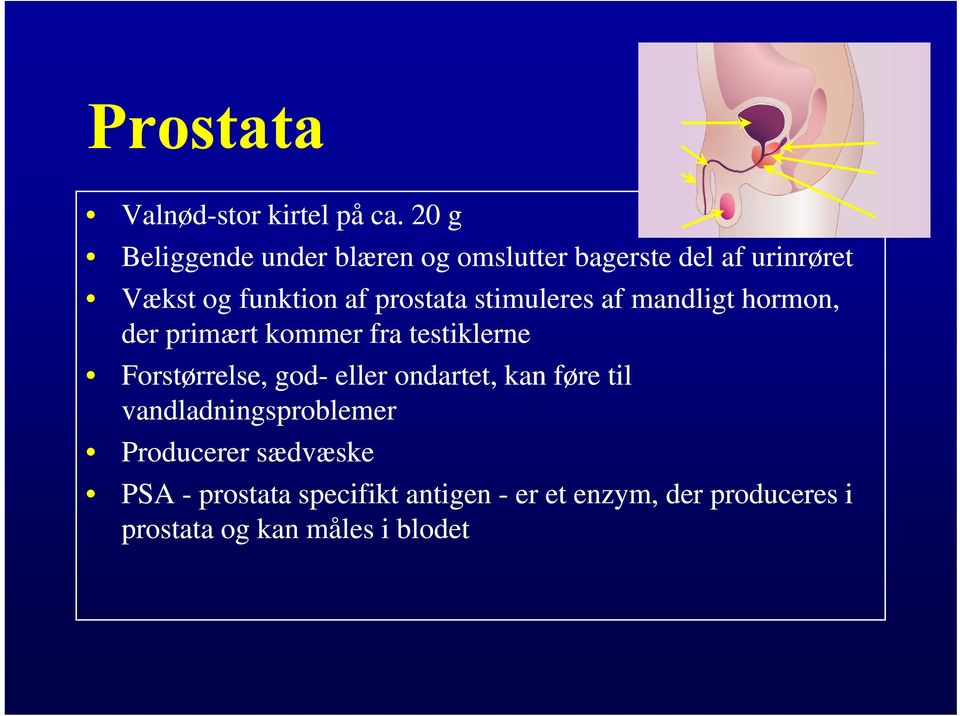 prostata stimuleres af mandligt hormon, der primært kommer fra testiklerne Forstørrelse, god-