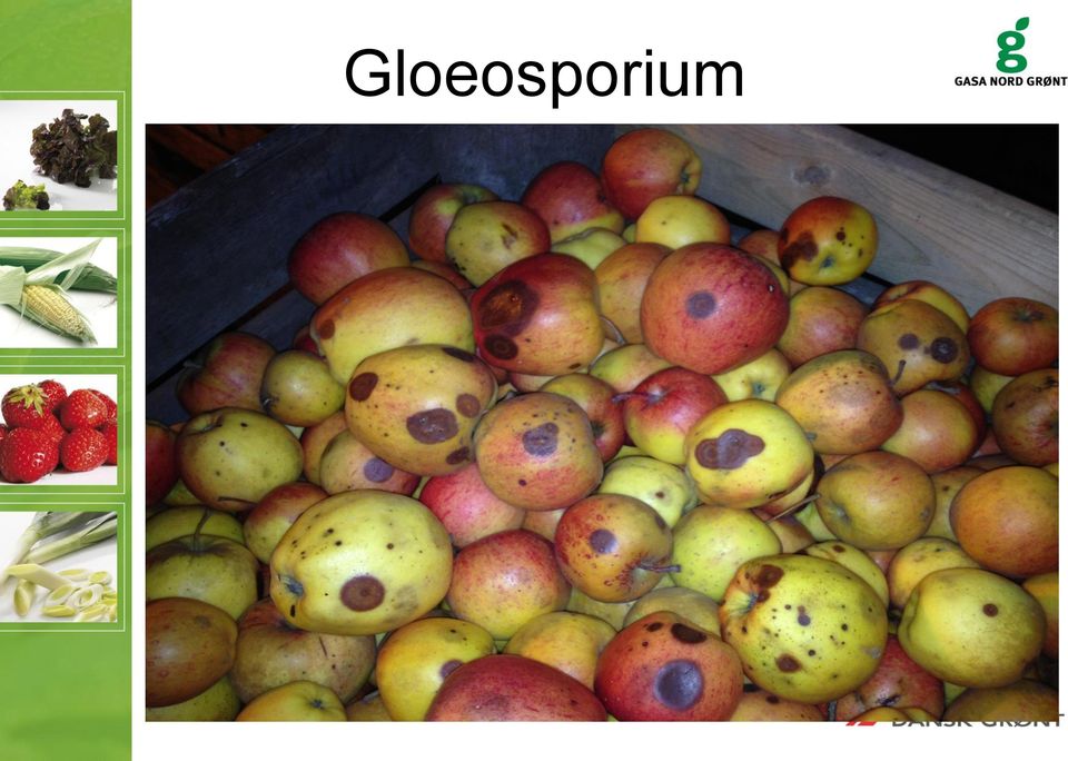 Hvor er der brug for kvalitetsløft af økologiske æbler og pærer. Af  Birgitte A Pedersen Kvalitets- og fagkonsulent GASA NORD GRØNT I/S - PDF  Free Download