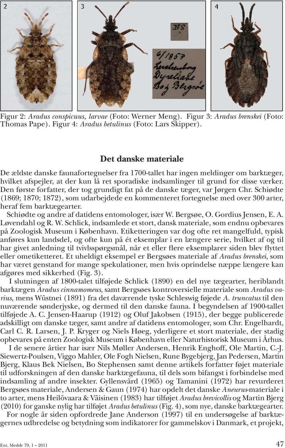 Den første forfatter, der tog grundigt fat på de danske tæger, var Jørgen Chr. Schiødte (1869; 1870; 1872), som udarbejdede en kommenteret fortegnelse med over 300 arter, heraf fem barktægearter.