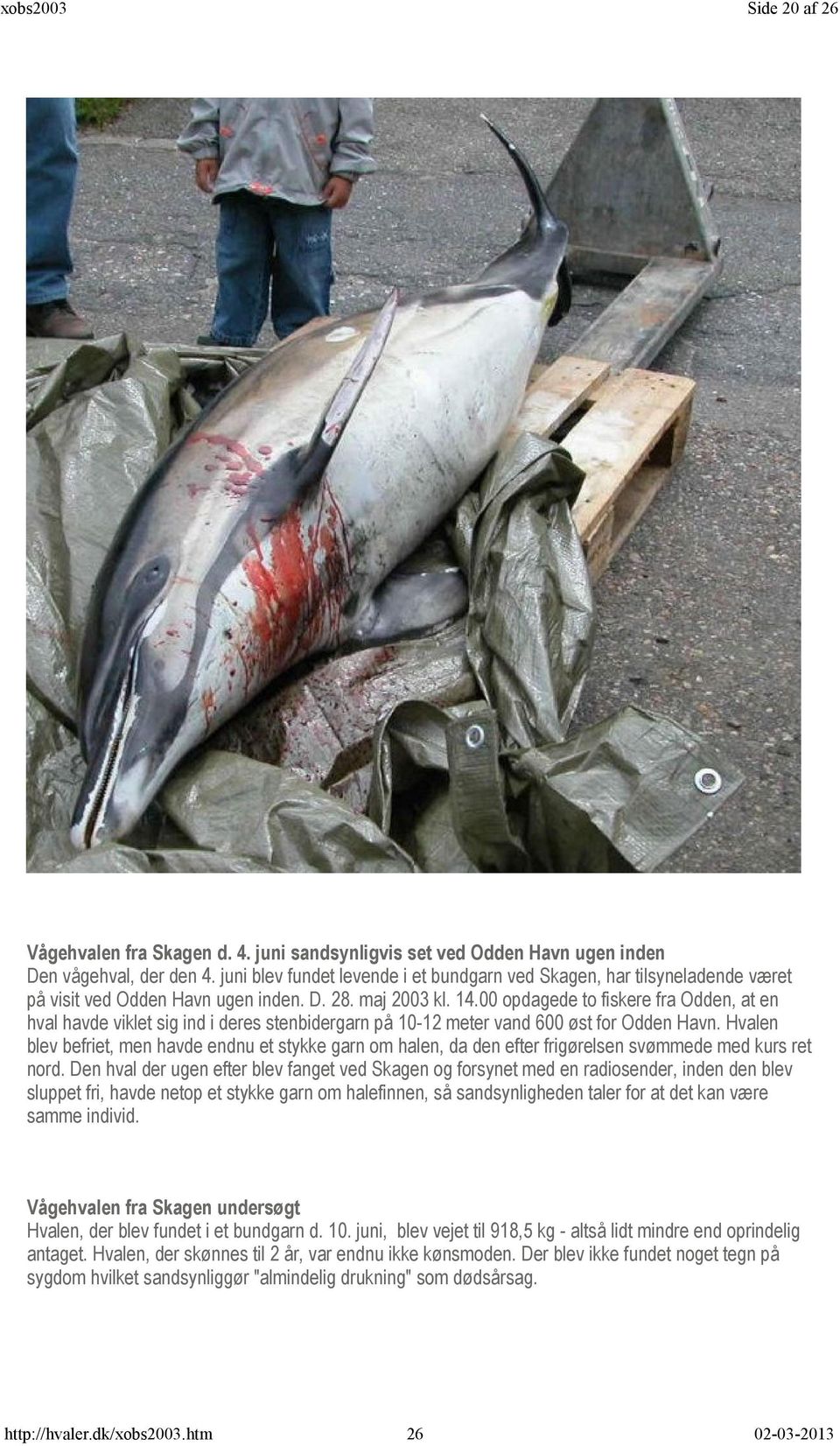 00 opdagede to fiskere fra Odden, at en hval havde viklet sig ind i deres stenbidergarn på 10-12 meter vand 600 øst for Odden Havn.