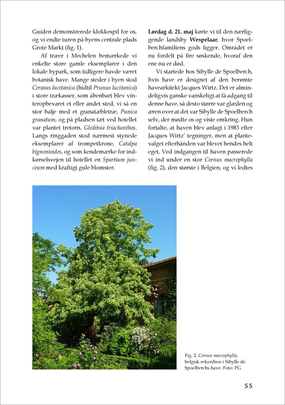 Mange steder i byen stod Cerasus lucitanica (hidtil Prunus lucitanica) i store trækasser, som åbenbart blev vinteropbevaret et eller andet sted, vi så en stor balje med et granatæbletræ, Punica